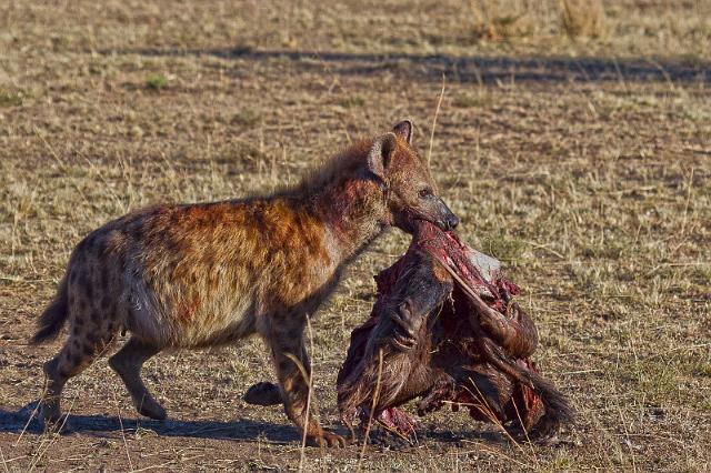 074 Tanzania, N-Serengeti, hyena.jpg